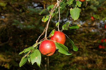 Appels on a branch