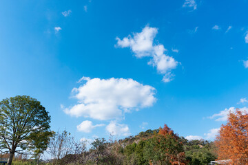 Fototapeta na wymiar Low angle view of trees against blue sky