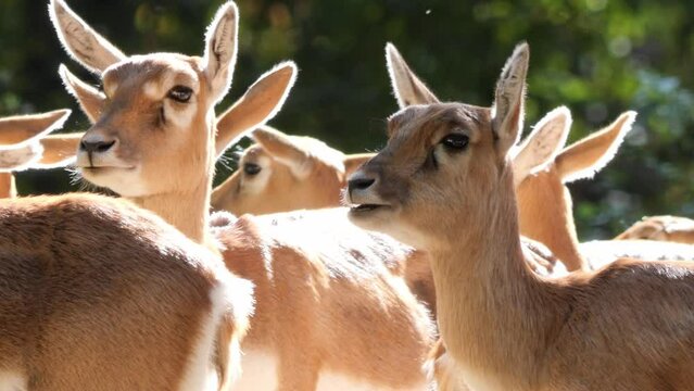 Close Up of A Flock of Persian Gazelles or Gazella Subgutturoza Standing in a Slightly Forested Area Chewing and Enjoying the Sun