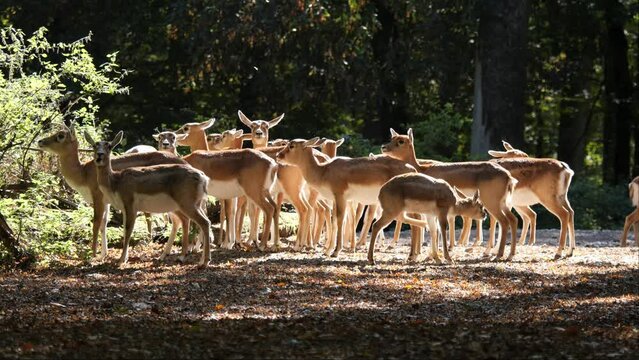 A Flock of Persian Gazelles or Gazella Subgutturoza Standing in a Slightly Forested Area Chewing and Enjoying the Sun Falling Through the Trees