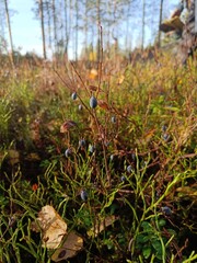 Last blueberry in September in a forest