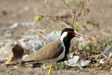 Red wattled lapwing