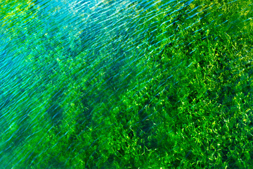 green grass in the lake
