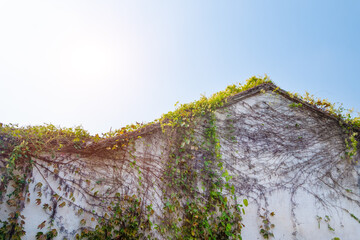 Traditional building wall ridge line