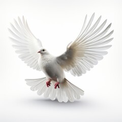 White Dove Fly Isolated White Background, Hd , On White Background 