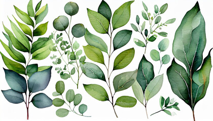 Green clipart leaves, eucalyptus leaves and forest herbs, watercolor clipart