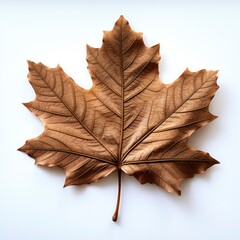 Fototapeta premium Wood Leaf Transparentphotorealistic Photorealistic, Hd , On White Background 