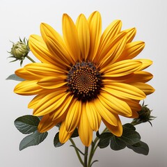 Yellow Flower With Green Center That Says, Hd , On White Background 