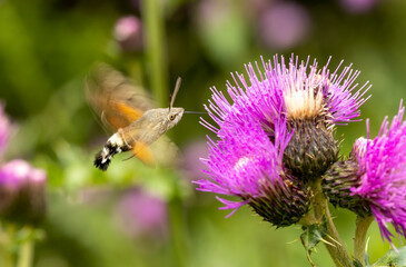 hummingbird hawk-moth (Macroglossum stellatarum) collect nectar from plant
