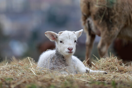 Close up photo of a newborn baby lamb in the straw.