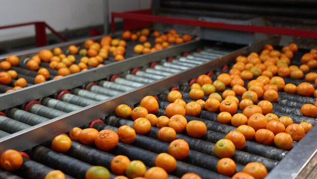 Closeup view of freshly picked ripe mandarins on industrial sorting line at packaging factory