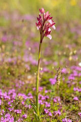 Pink Butterfly Orchid (Orchis papilionacea) in natural habitat