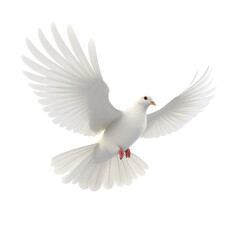 White dove isolated on transparent background,transparency 