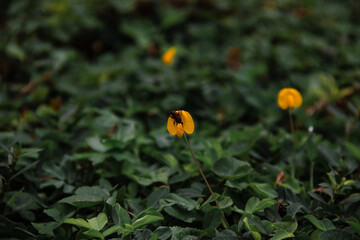 a bee perched on a yellow flower