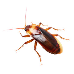 American cockroach isolated on transparent background,transparency 