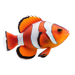 Clown fish isolated on transparent background,transparency  - obrazy, fototapety, plakaty