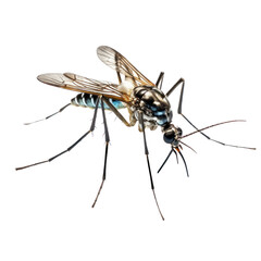mosquito isolated on transparent background,transparency 