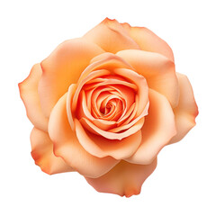Orange rose isolated on transparent background,transparency 