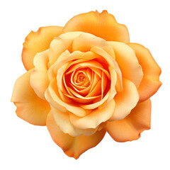 Orange rose isolated on transparent background,transparency 