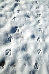footprints of wild animal on the snow