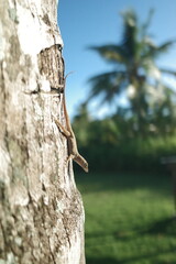 A lizard on a tree