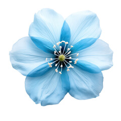 Blue flower blossom isolated on transparent background,transparency 