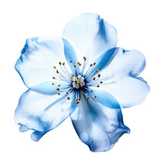 Blue flower blossom isolated on transparent background,transparency 