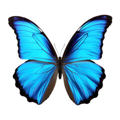 Blue butterfly isolated on transparent background,transparency 