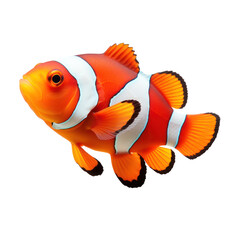 Clown fish isolated on transparent background,transparency  - obrazy, fototapety, plakaty