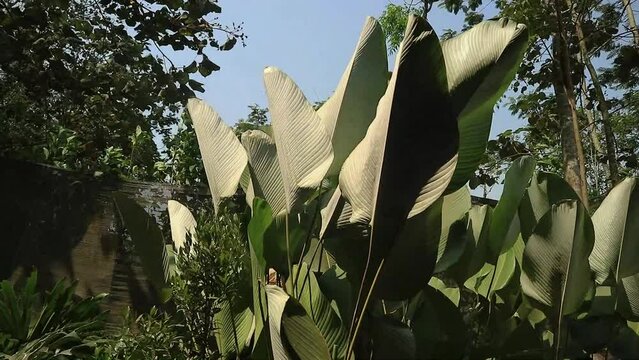 Beautiful Heliconia psittacorum plants growth in botanical garden, dimly light. Selective focus. Spring time. Natural background.