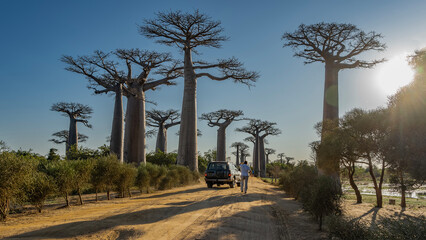 The famous alley of baobabs. Madagascar. A car is driving along a dirt road, a man is walking.  Tall majestic trees with thick trunks, fancy compact crowns against a clear blue sky. The sun is shining - obrazy, fototapety, plakaty