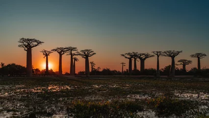 Fototapete Rund The famous alley of baobabs at sunset. A row of trees with compact crowns against the blue-red evening sky. The sun is shining from behind the trunk. In the foreground is a pond with water lilies.  © Вера 