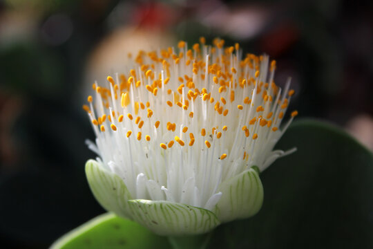 Close up photo of Paintbrush or Haemanthus albiflos flowering plant.