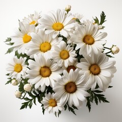 Fototapeta premium Beautiful Chamomiles Isolated White Flowers, Hd , On White Background 