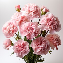 Bouquet Pink Carnation Flower Isolated White Background, Hd , On White Background 