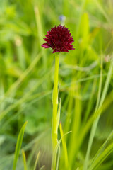Black Vanilla Orchid in natural habitat