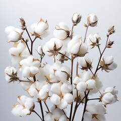 Cotton Isolated White Backgroundphotorealistic , Hd , On White Background 