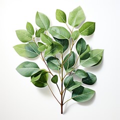 Eucalyptus Foliage Branch With Green Leaves , Hd , On White Background 