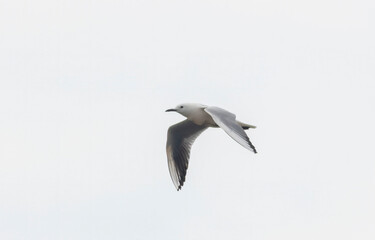 Slender-billed Gull (Chroicocephalus genei) in flight