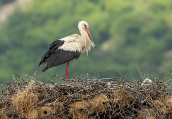White Stork in nest with nice background
