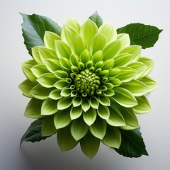 Flower That Is Green Has Green , Hd , On White Background 