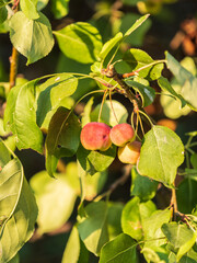 Bright red small wild apples among the yellow leaves in autumn.