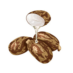 Vector illustration, castor bean or Ricinus communis , with oil drops, isolated on white background.