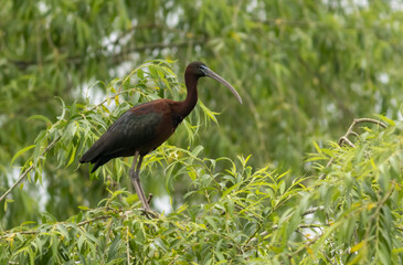 An adult Glossy Ibis on tree