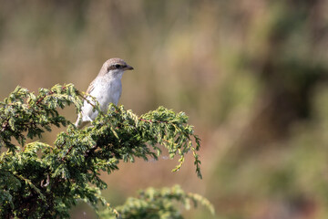 Juvenile Red-backed Shrike (Lanius collurio)