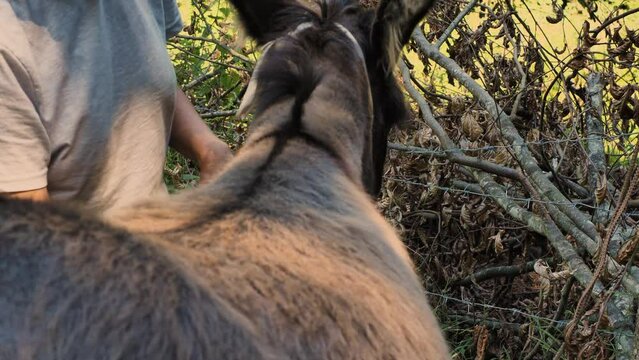 Close-up of a woman brushing the hair of a donkey. Grooming a donkey on a farm. Side view from behind. Concept of cattle breeding and farming