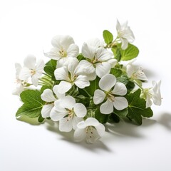 Naklejka na ściany i meble Photo Beautiful Impatiens Flower , Hd , On White Background 