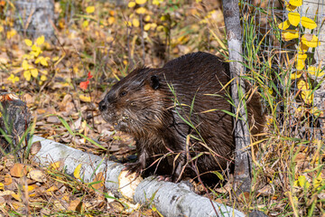 North American Beaver in action