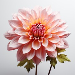 Pink Flower With Yellow Orange , Hd , On White Background 