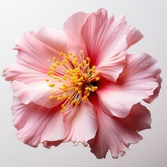 Pink Flower With Yellow Stamens Yellow Centerphoto, Hd , On White Background 
